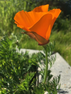 California Poppy. Photo Credit: Hope Presley / SFBWS