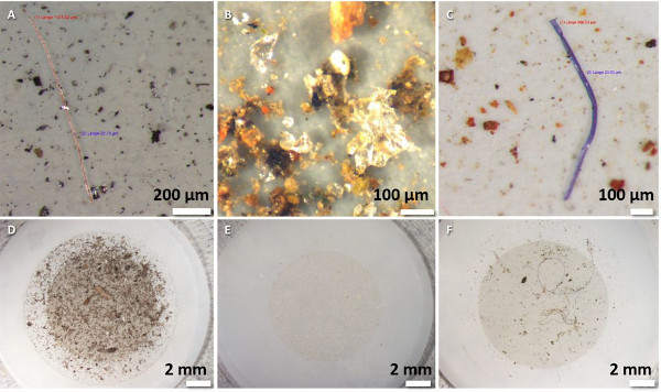 Samples of some of the microplastics researchers found in snow from the Arctic. Credit: Bergmann et al./Science Advances.