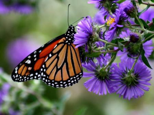 Monarch butterfly. Photo Credit: USFWS