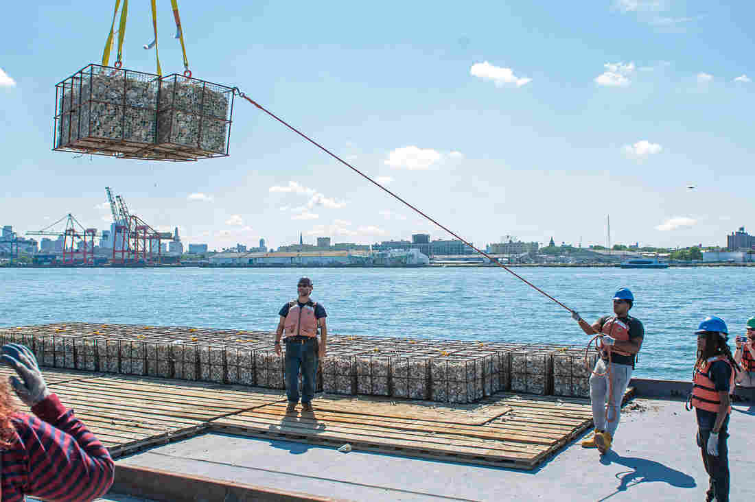 An instructor at the Urban Assembly New York Harbor School, watches students as they send 422 oyster reef structures into the Hudson River. Credit Agata Poniatowski/NPR.