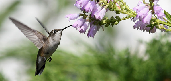 Female ruby-throated hummingbird. Photo Credit: Jim Hudgins / USFWS