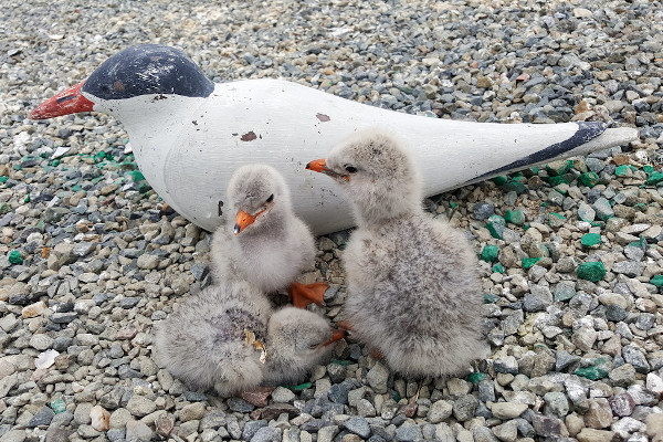 Caspian tern chicks with a decoy adult tern at the Don Edwards SF Bay NWR. Credit Crystal Shore/USGS.
