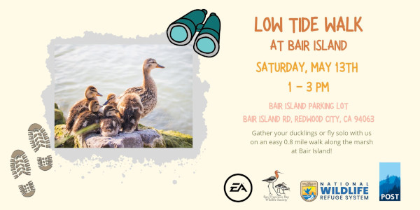 Low Tide Walk Bair Island | May 13, 2023