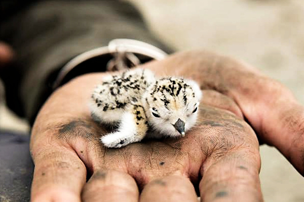 Plover chicks are often described as 'cotton balls with toothpicks for legs'. Credit Sebastian Kennerknecht Photography for San Francisco Bay Bird Observatory.