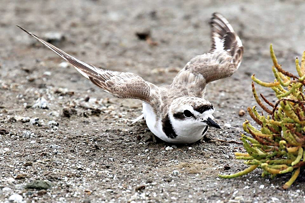 A Western Snowy Plover at the Eden Landing Ecological Reserve. Credit Mike Mammoser for San Francisco Bay Bird Observatory.