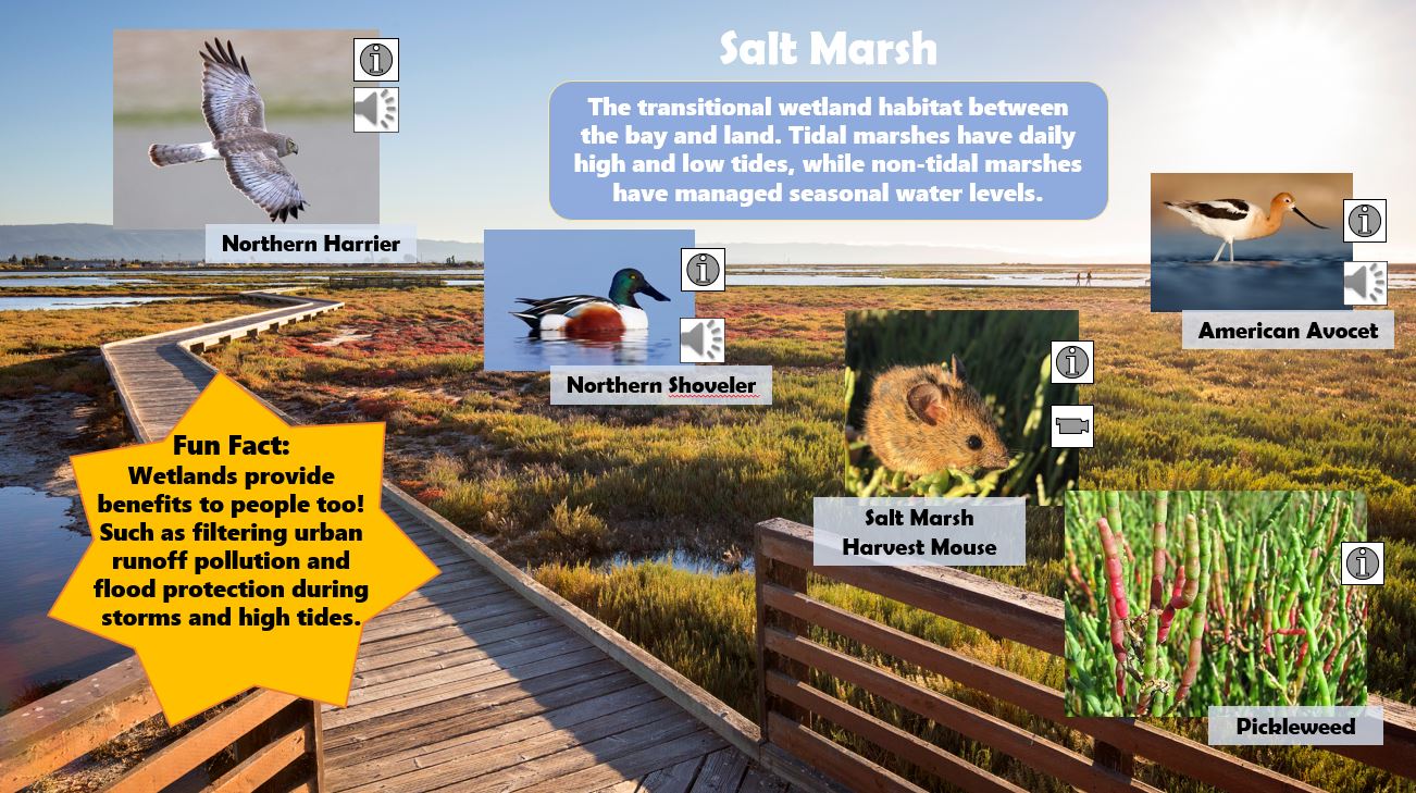 Explore and discover the 5 habitats of the Don Edwards San Francisco Bay National Wildlife Refuge